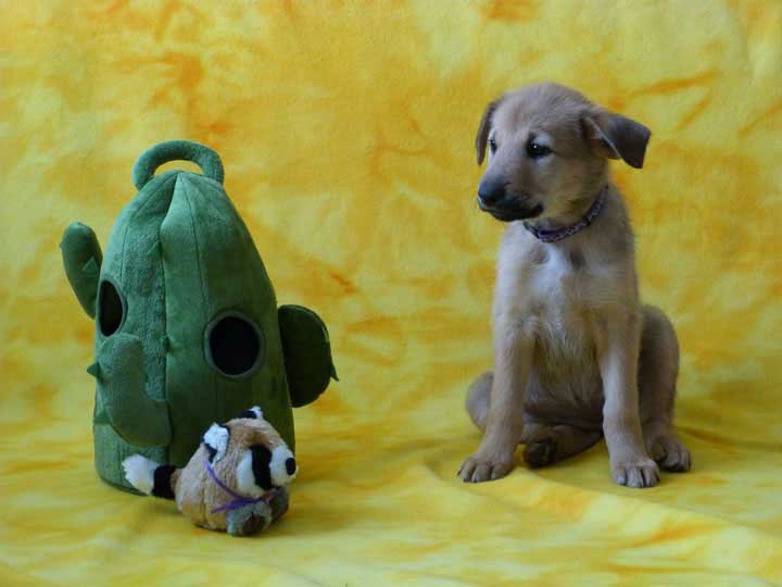 chinook puppy